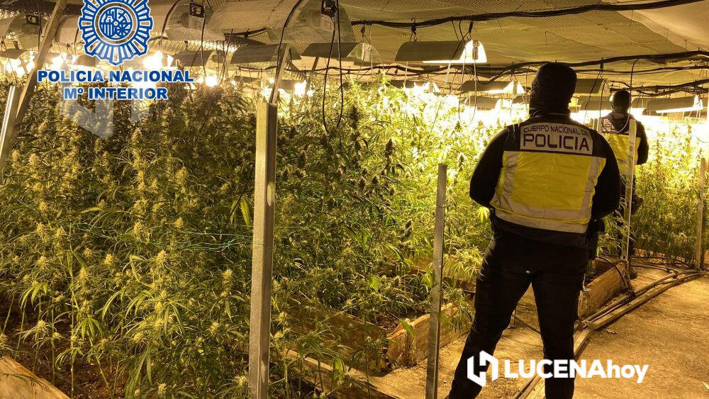 Una de las plantaciones de marihuana desmanteladas en esta operación policial en Lucena