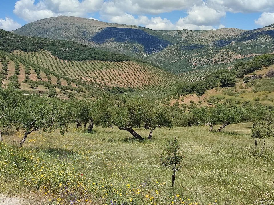 Finca Valle del Conde, en Luque, galardonada en este certamen